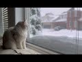 Snow Storm watching 4K | Coco the cutest Cat
