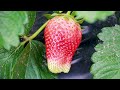 8 Tips and Tricks How To Grow Strawberries | IODINE MOST IMPORTANT