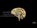 Neuroscience Basics: Dopamine Reward Pathway, Animation.