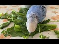 野菜を食べるとほぼこうなっちゃうインコのくりパパ