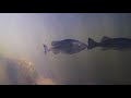 Largemouth Bass Behavior 2: After The Spawn: Development: Coming Into The World