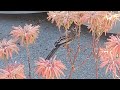 Wattlebird in the aloe vera.