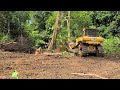 The Most Skilled Dozer Operator Breaks Down The Huge Tree Easily