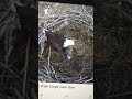 Eaglet turns and bedding comes off.
