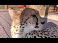 Cheetah thanks his mistress for her love and delicious dinner. Cheetah Gerda and the evening ritual