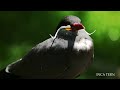 Birds 4K: The World's Largest Amazing Birds/Birds of Rainforest/Nature Film & Nature Sounds/Part 2