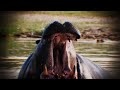 The Drug Lord's Hippos Official Trailer | Fox Nation