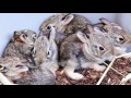 How I Cared for Baby Cottontails