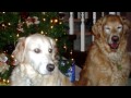 A Thousand Years - Tribute Video for My dog, Fido
