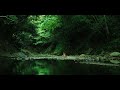 ASMR Nature Sounds | Relaxing River Sounds & Bird Song | Sleep, Relax, Insomnia