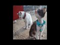 😘😆 So Funny! Funniest Cats and Dogs 🤣🐱 Funny And Cute Animal Videos 2024 # 23