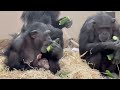 Baby chimpanzees with their Mother - Part 10