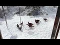 Wild Turkey Spring Return 2019