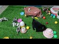 Best Funny Dogs and Cats Videos🥰Funniest Animal videos 2024😽🐶