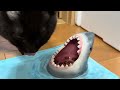 [元野良猫]サメの前でマグロとサーモンの刺身爆食いA cat eating sashimi while being stared at by a shark
