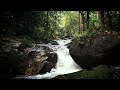 Nature Theraphy: Forest Waterfall sounds for peaceful ambience | 30 min of natural sounds