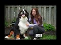 First bath in FOUR years! Beautiful Bernese Mountain Dog transformation