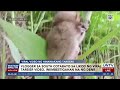Vlogger sa South Cotabato sa likod ng viral tarsier video, iniimbestigahan na ng DENR