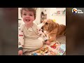 Golden Retriever Can't Wait To Play Fetch With Baby Brother | The Dodo