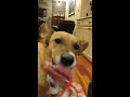 Popsicle Pup
