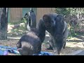 Gorilla Kintaro does not want to be held by Momotaro.【Kyoto city zoo/Gorilla Fam】