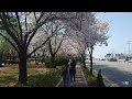 봄 사랑 벚꽃 말고 _ 하이퍼 , 아이유(IU) | 봄에 듣기좋은노래