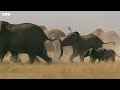 Elephant twins escape battling bulls | Dynasties II - BBC