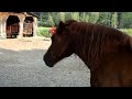 Horses... Chevaux. 🦄✨🦉🌙🪔⚜☘🤹‍♂️🐱‍🐉