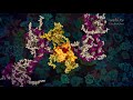 p53 Tumour Suppressor (2016) by Etsuko Uno wehi.tv