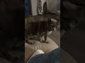 Random video of the kitty.🐈