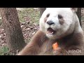 Ці милі панди 🐼🐼🐼