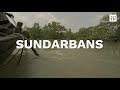 Importance of conserving Sundarbans, the largest mangrove forest in the world