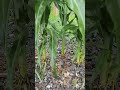 CORN WILL GROW ANYWHERE!! #homestead #farmlifebestlife #garden #gardening #vegetable