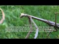 PRAYING MANTIS   HD 720p