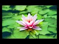 Yoga Meditation Music • 432Hz Music for Sleep, Relaxing and Meditation [ 3 HOURS ] 🍄🍵🤲🏻🧘🏼‍♀️