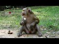Top 10 Funny Monkeys Behaving Like Humans - Try Not To Laugh Challenge || Monkey Videos