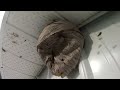 Gopro Rammed Into Wasp Nest!
