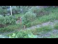 Midsummer fox pt  2 (What does the Fox say?)