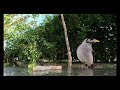 Curious Noisy miner Bird Visits my Yard for the First Time!