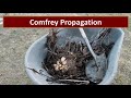 How to Propagate, Grow and Use Comfrey
