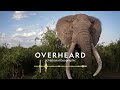 What will it take to save the savanna elephant? | Podcast | Overheard at National Geographic