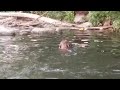 Fishing dog dives under water and catches a fish