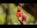 Digiscoped male Northern Cardinal Singing.