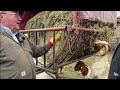 Raising Champion Boer Goats:  Larry Lorenz Interview