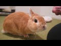 This is a Bunny Who Jumps Out of Excitement When it's Time for Treats【No.299】