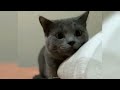 Perros y Gatos|Funny Videos 2024#funnypets #cat #dog #risas #viral #funnyvideo #trynottolaugh#fyp