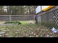 A video showing what a dog does when he’s lonely
