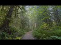 Relaxing Forest Walk on Maple Creek Loop Trail - 4K HDR Virtual Walking Tour in North Cascades Area
