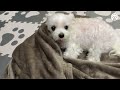 A Maltese gets angry at his mother who tries to wash his precious blanket.