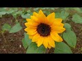 Sunflower field || Sunflower festival || SunFest 2022 || Rooftop garden